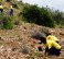 Working for Woodlands teams planting spekboom