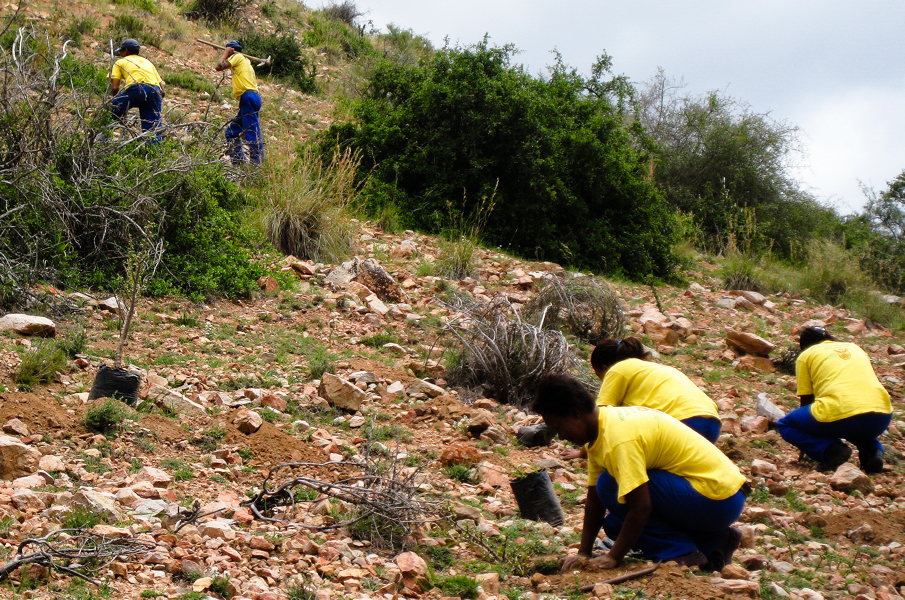 Working for Woodlands teams planting spekboom