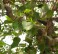 The shining leaves (members) of the EarthCollective tree