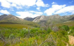 Fresh steps into the Kouga Fresh steps into the Kouga