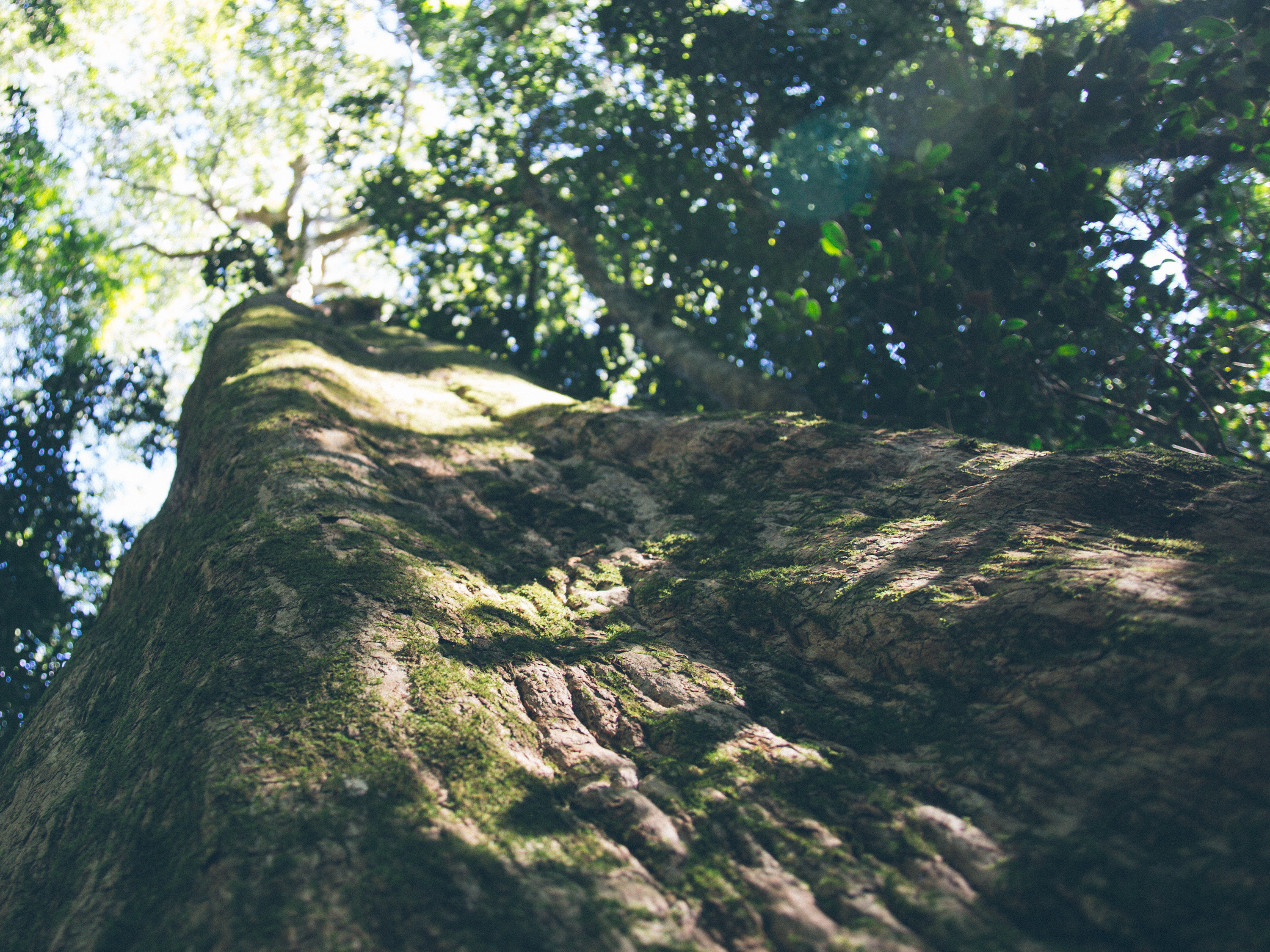 Nature Connectedness