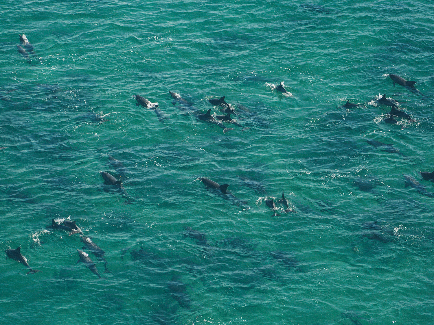 Dolphin Research Project
