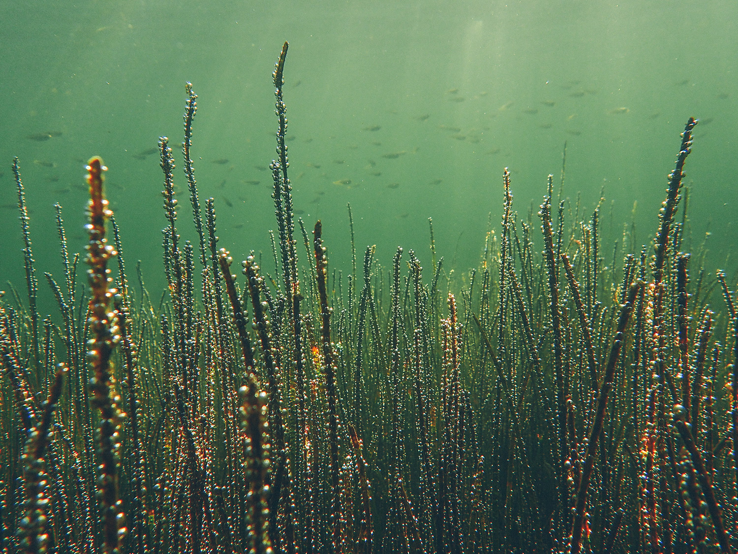 Sea-Change Makers